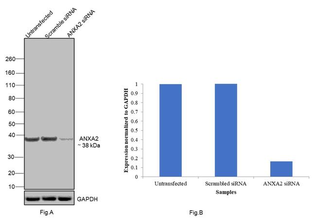 Annexin A2 Antibody in Western Blot (WB)