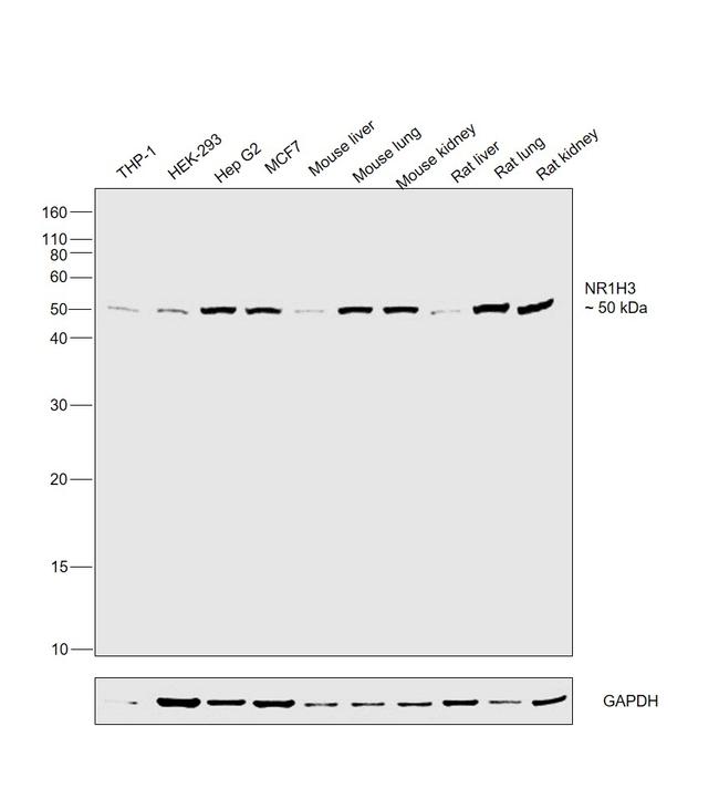 LXR alpha Antibody in Western Blot (WB)