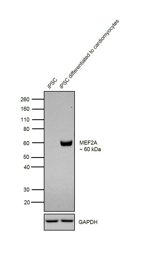 MEF2A Antibody