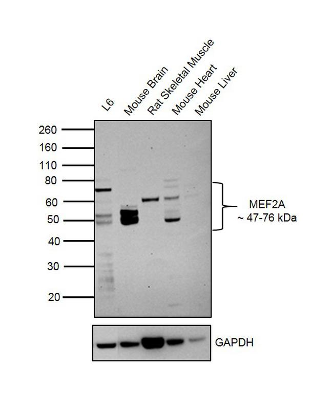 MEF2A Antibody in Western Blot (WB)