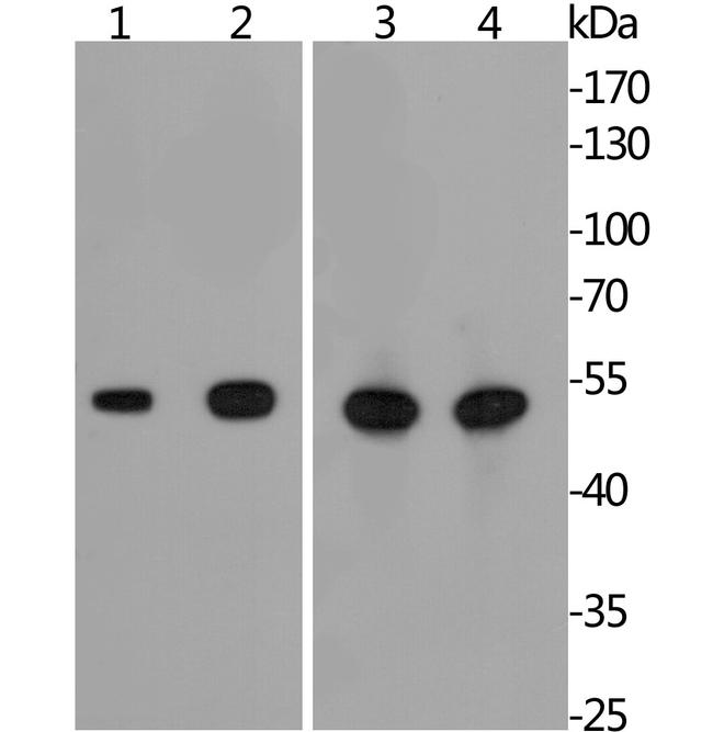 GLUT3 Antibody in Western Blot (WB)