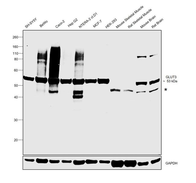 GLUT3 Antibody in Western Blot (WB)