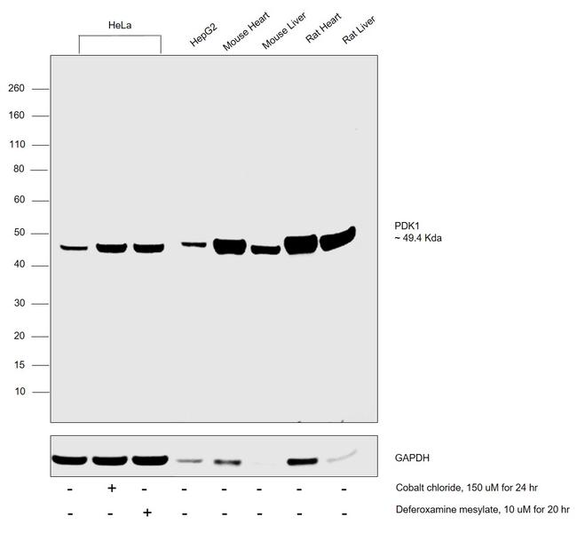 PDK1 Antibody