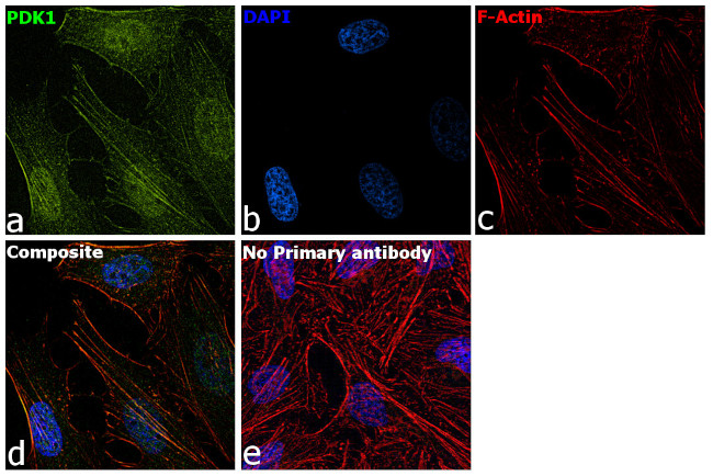 PDK1 Antibody in Immunocytochemistry (ICC/IF)