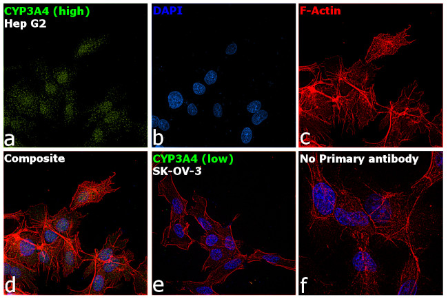 CYP3A4 Antibody