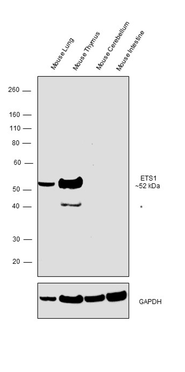 ETS1 Antibody