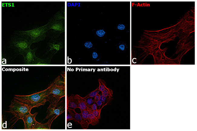 ETS1 Antibody in Immunocytochemistry (ICC/IF)