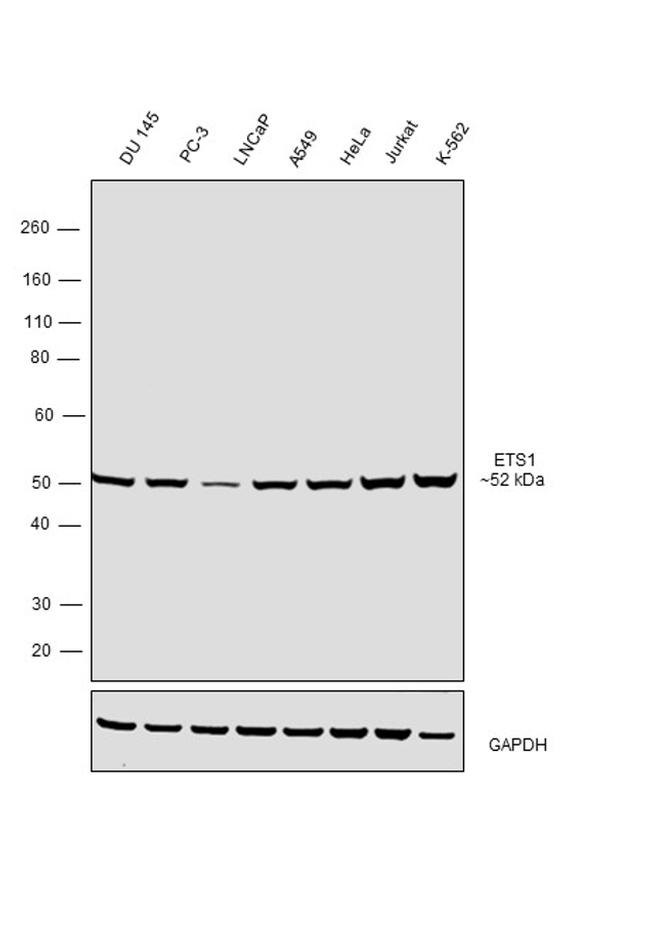 ETS1 Antibody in Western Blot (WB)