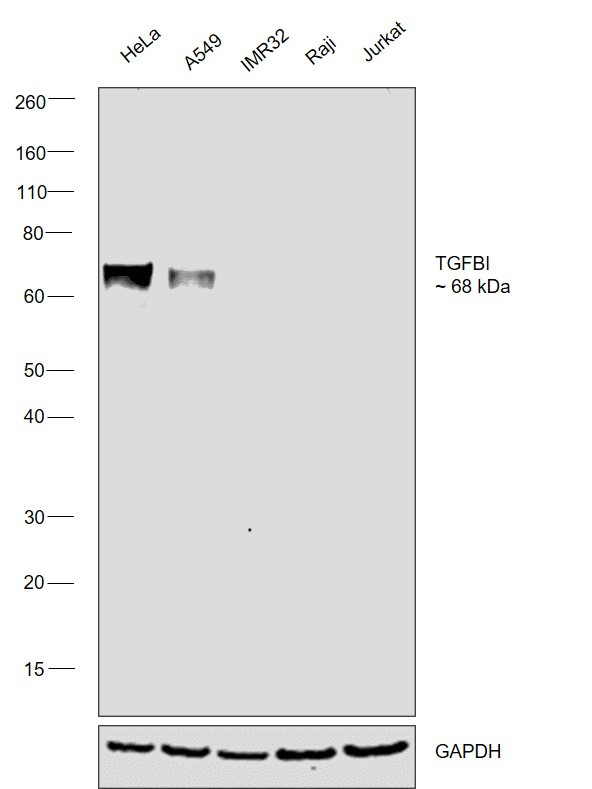 TGFBI Antibody