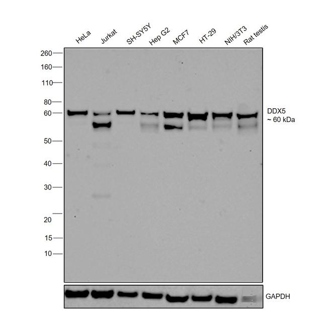 DDX5 Antibody in Western Blot (WB)