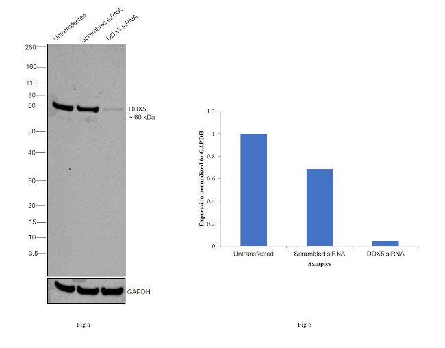 DDX5 Antibody