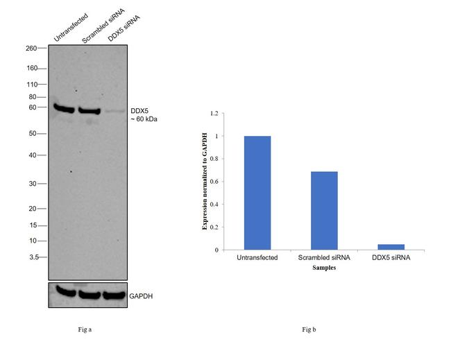 DDX5 Antibody in Western Blot (WB)