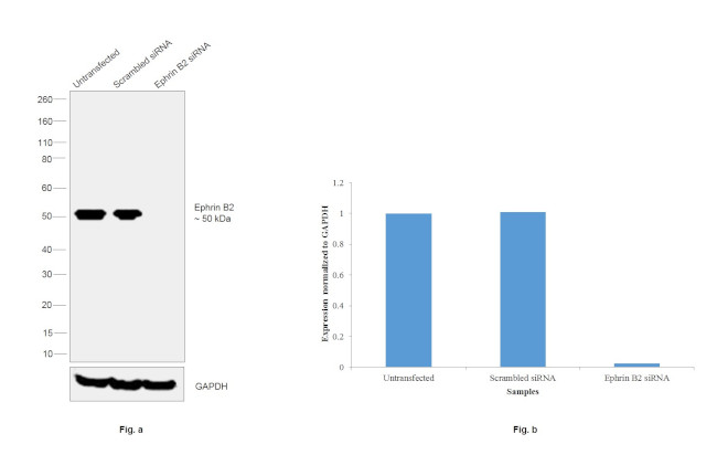 Ephrin B2 Antibody