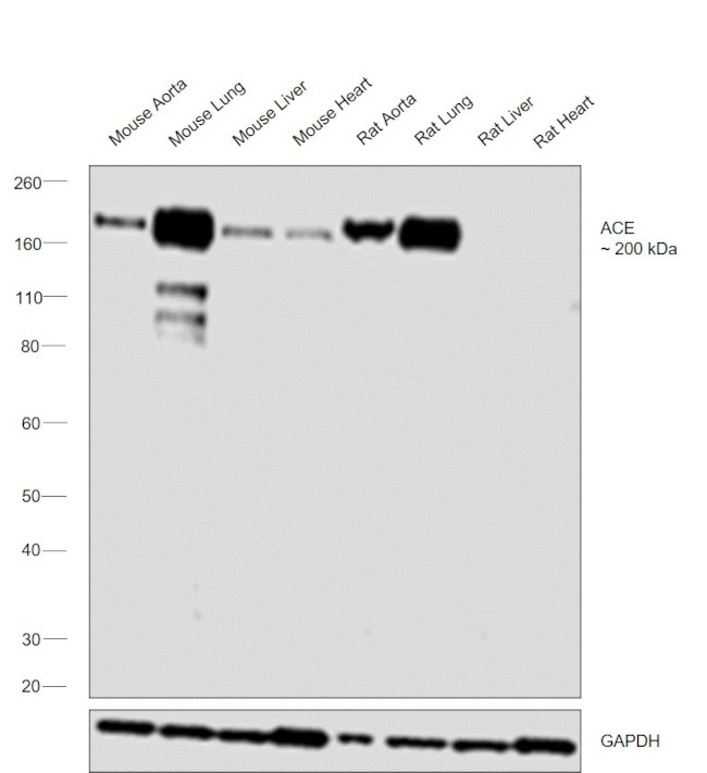 ACE Antibody