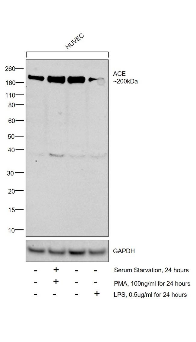 ACE Antibody