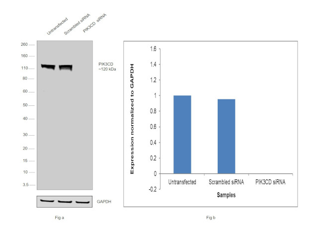 PIK3CD Antibody