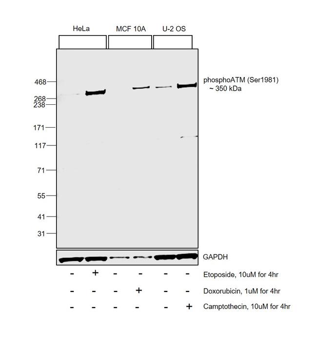 Phospho-ATM (Ser1981) Antibody in Western Blot (WB)