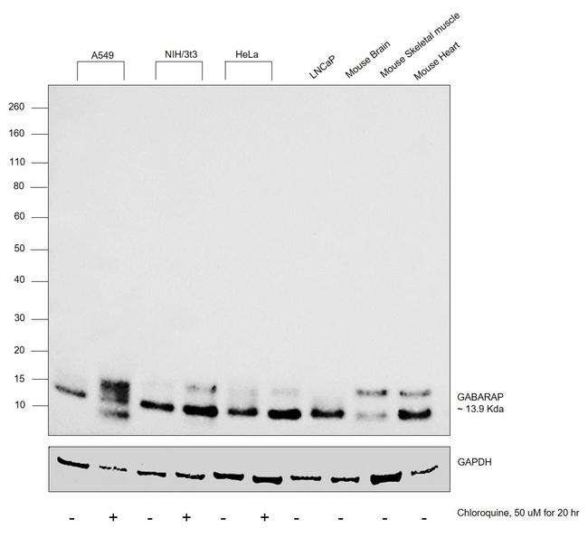 GABARAP/GABARAPL1 Antibody in Western Blot (WB)