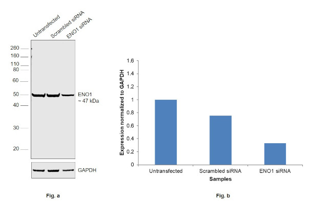 ENO1 Antibody