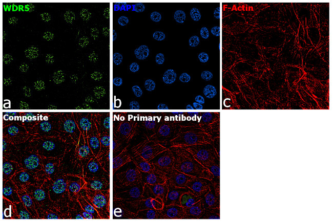 WDR5 Antibody in Immunocytochemistry (ICC/IF)