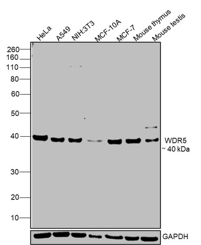 WDR5 Antibody in Western Blot (WB)