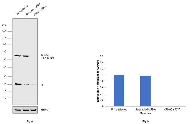 KPNA2 Antibody in Western Blot (WB)