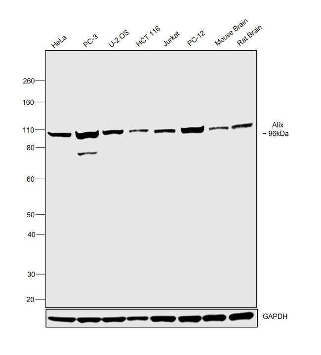 Alix Antibody in Western Blot (WB)