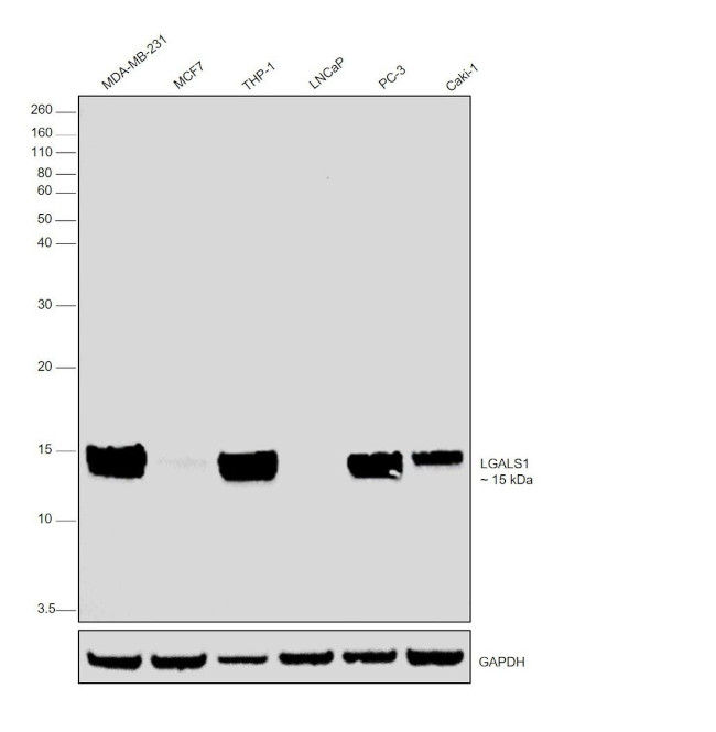 Galectin 1 Antibody