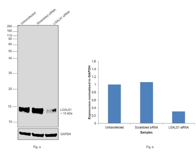 Galectin 1 Antibody