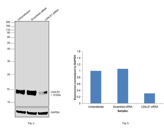 Galectin 1 Antibody in Western Blot (WB)