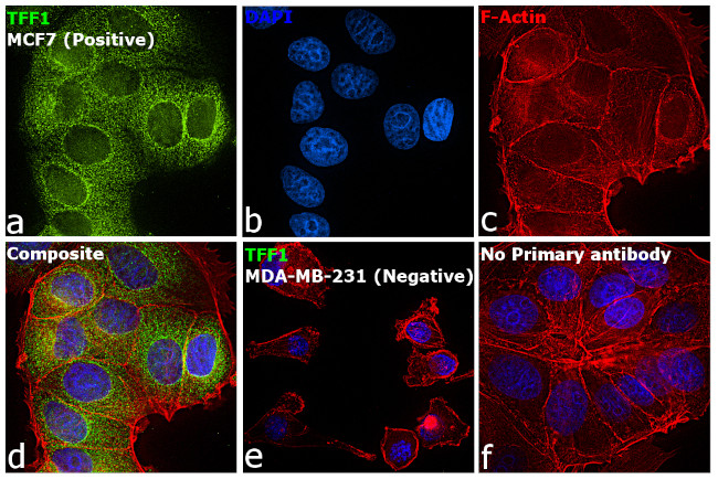 TFF1 Antibody