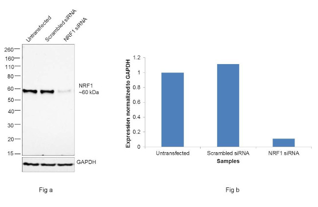 NRF1 Antibody