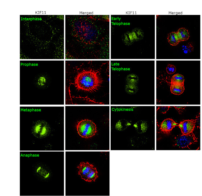 KIF11 Antibody in Immunocytochemistry (ICC/IF)