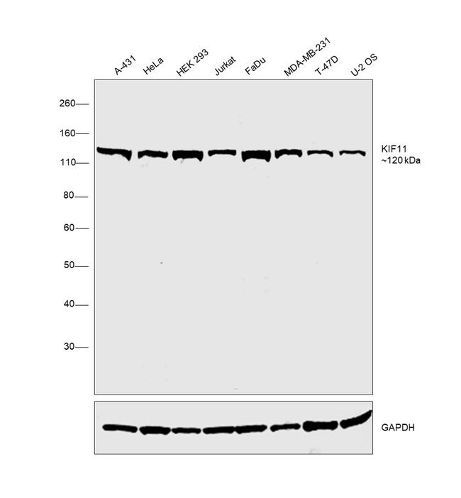 KIF11 Antibody in Western Blot (WB)