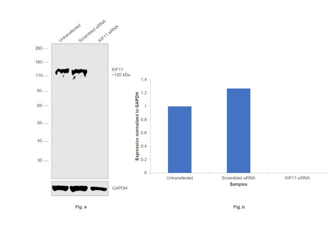 KIF11 Antibody