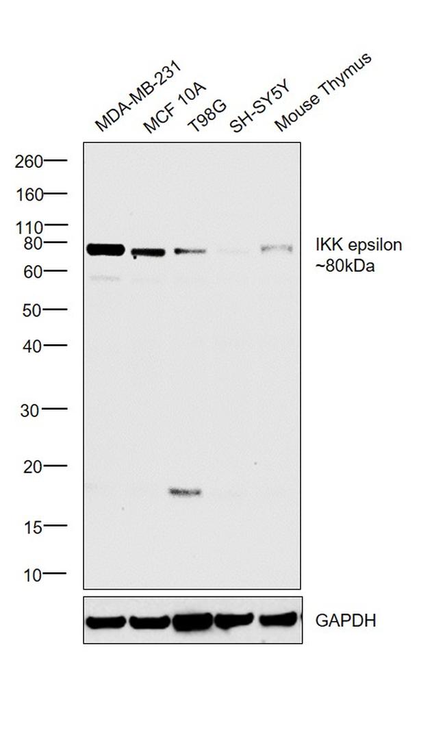 IKK epsilon Antibody in Western Blot (WB)