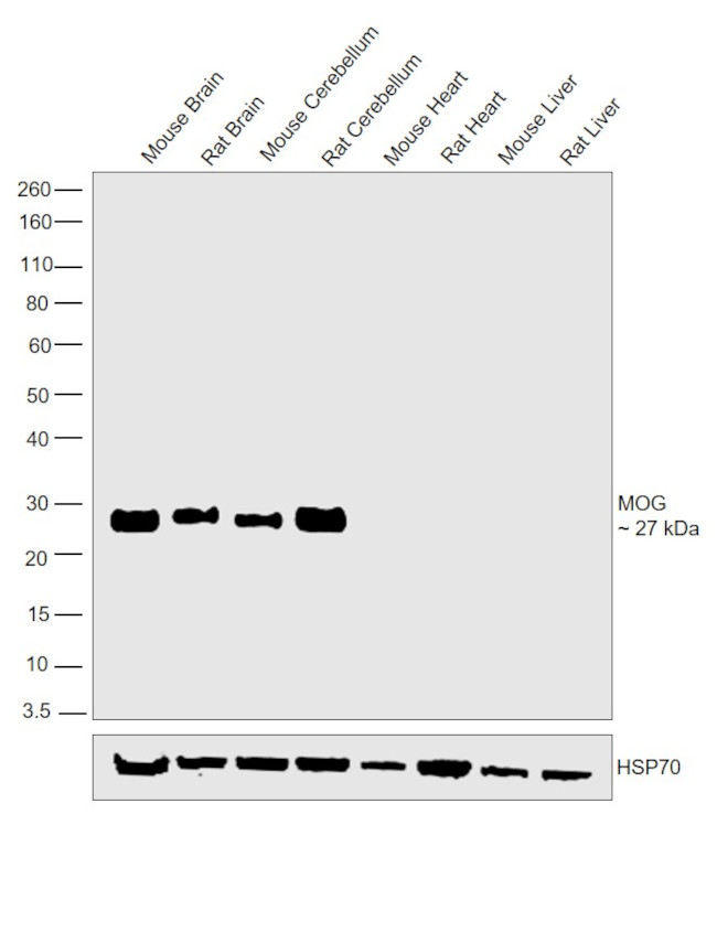 MOG Antibody