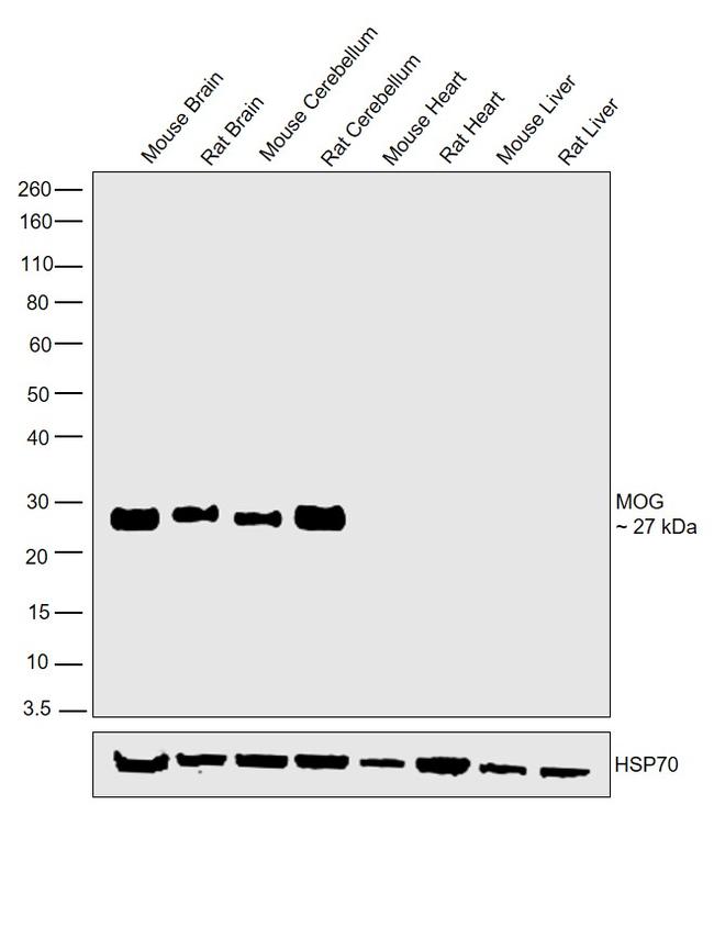 MOG Antibody in Western Blot (WB)