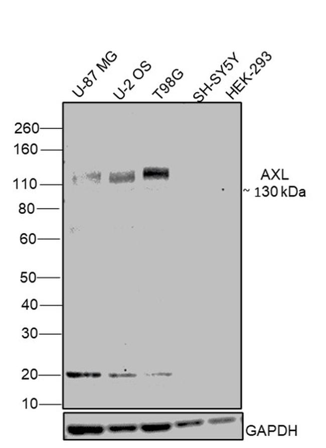 Axl Antibody in Western Blot (WB)