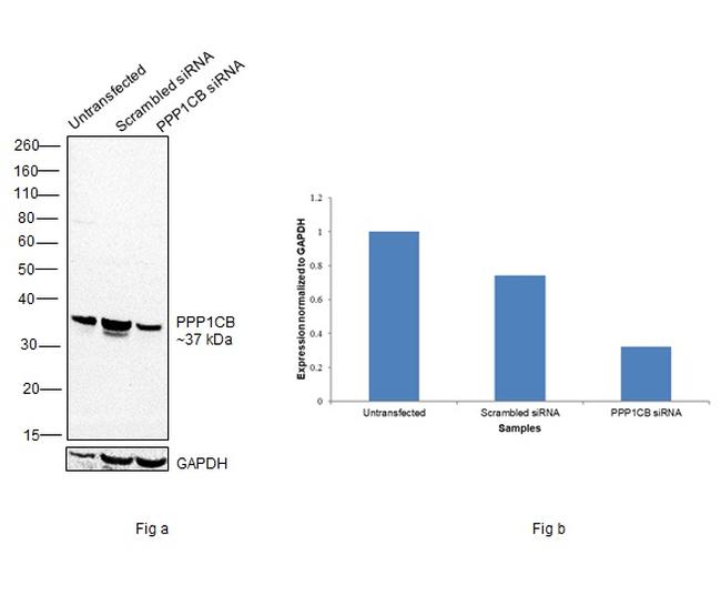 PP1 beta Antibody in Western Blot (WB)