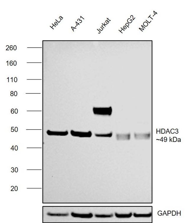 HDAC3 Antibody in Western Blot (WB)