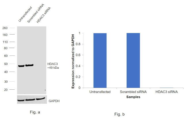 HDAC3 Antibody