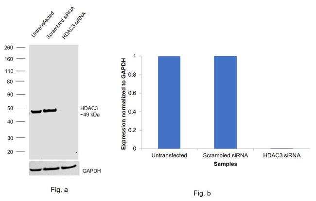 HDAC3 Antibody in Western Blot (WB)