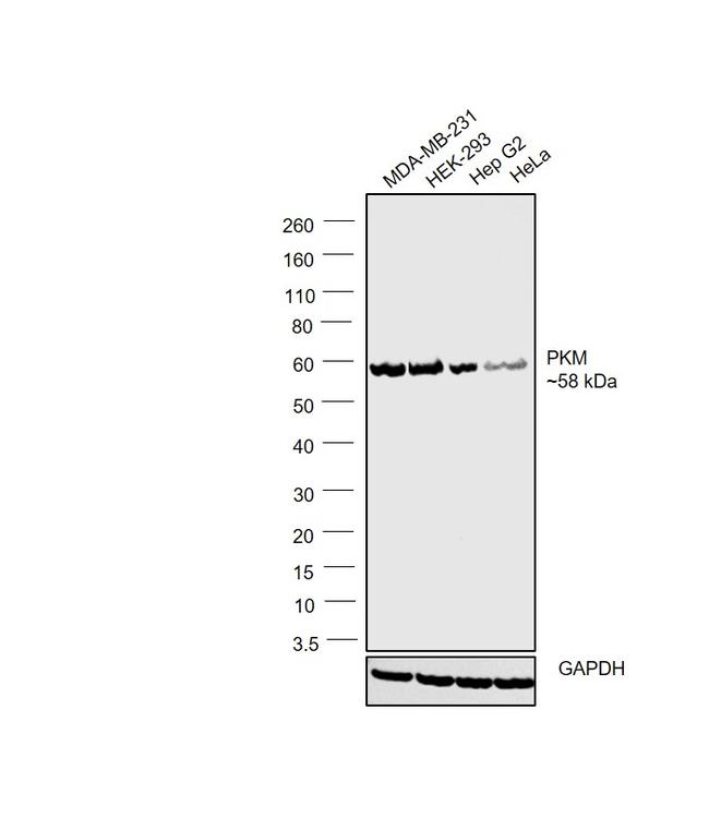 PKM2 Antibody in Western Blot (WB)