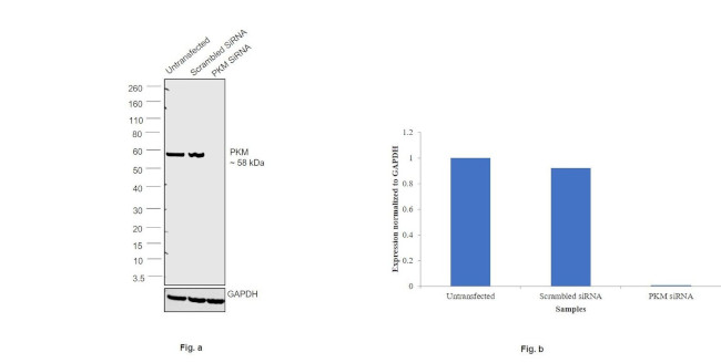 PKM2 Antibody