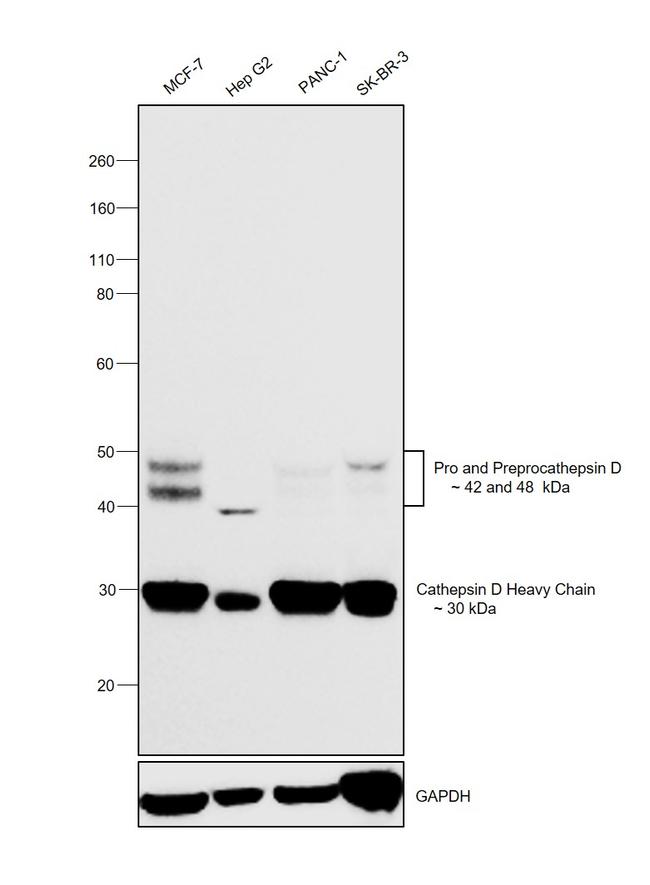 Cathepsin D Antibody in Western Blot (WB)