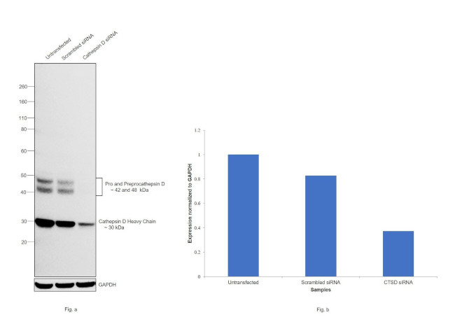 Cathepsin D Antibody