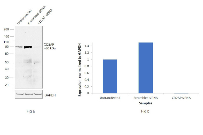 CD2AP Antibody