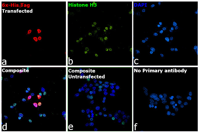 6x-His Tag Antibody in Immunocytochemistry (ICC/IF)