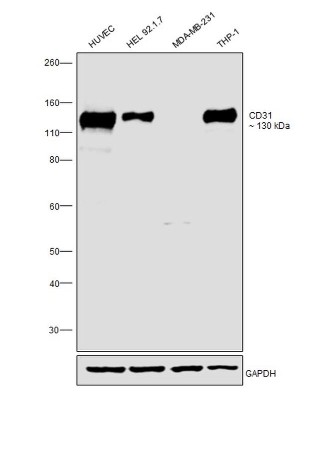 CD31 Antibody in Western Blot (WB)